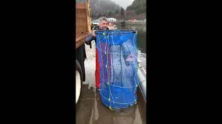 Catching Black Cod (Sablefish) with Slinky Pots!