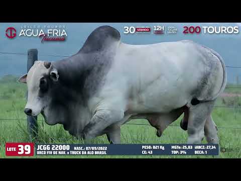 LOTE 39
