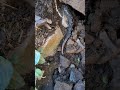BIG Salamander found under rock #nature #salamander #amphibians #natureshorts