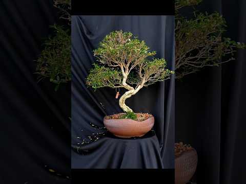 #bonsaitree #bonsai #viral #video #youtubeshorts #shorts