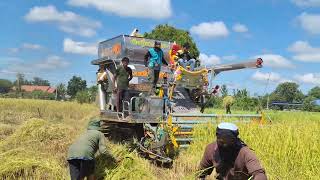 ต้นข้าวสูงจัดปานเจริญ 2022 เกี่ยววันแรกโบลั่นทุ่งสายพานแฝด 12/23/jV combine harvester