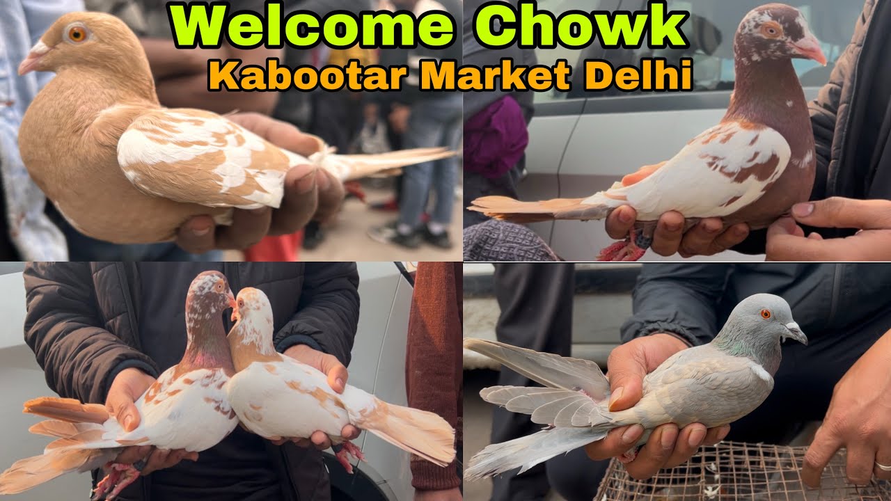 welcome chowk kabutar market Delhi pigeon market gole Kabootar madrasi fancy 