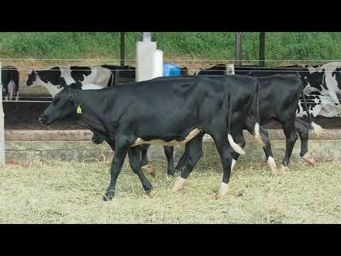 LOTE 54   LIQUIDAÇÃO REBANHO HOLANDÊS   FAZENDA SANTA CLARA   1565  1543  1542