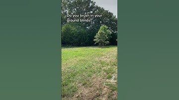 Brushing in our ground blind! #feathersandfins #bowhunting #deerhunting