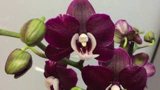 Огромный завоз сортовых орхидей в Экофлору 1 декабря 2020г Интрига Каода Стюартиана Монако 