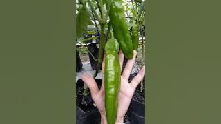 Menanam Cabe Raksasa Sweet Italian Pepper