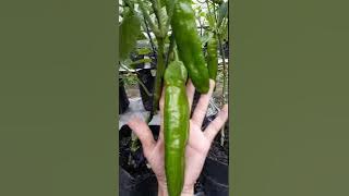 Menanam Cabe Raksasa Sweet Italian Pepper