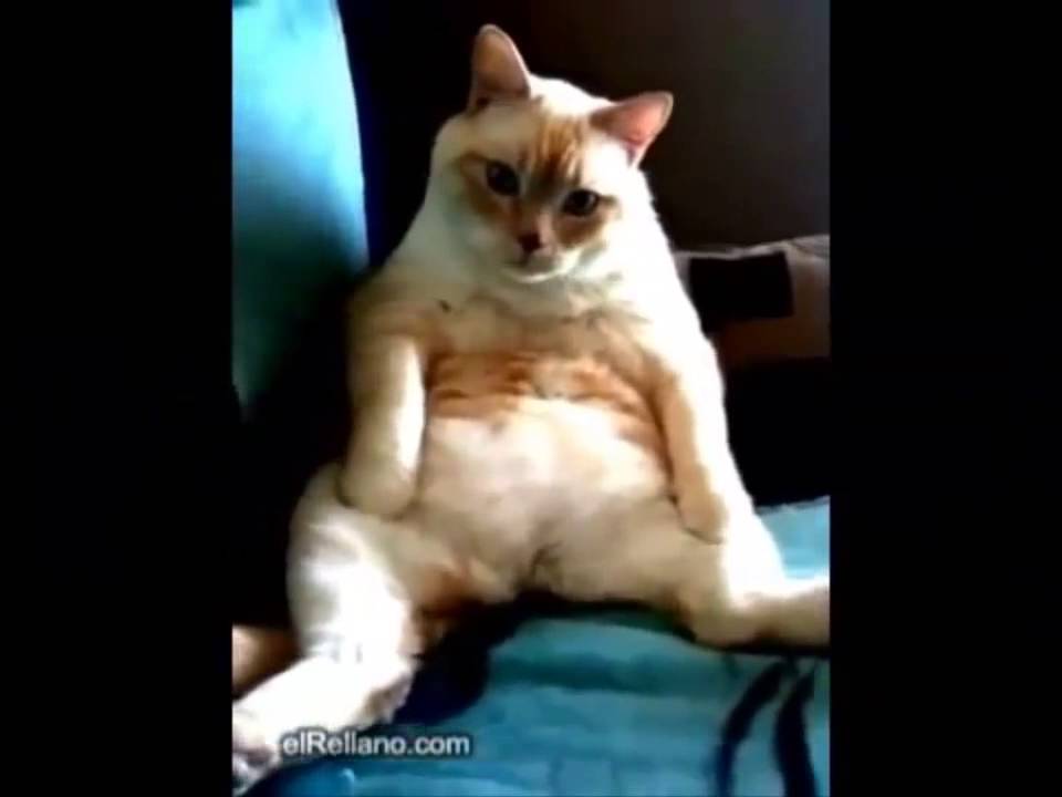 Gato hipopedo by Ratanahu YouTube