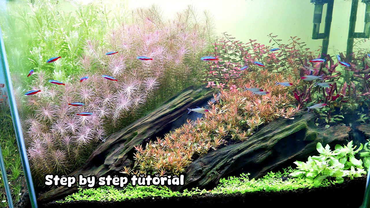 AQUARIUM AQUASCAPE DRIFTWOOD - Simple Planted Aquarium Setup
