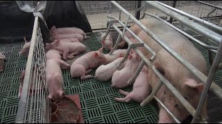 P284 Granja de cerdos altamente productiva.