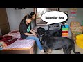 My dog&#39;s needs attention || funny dog story || snappy girls #dog #story #trending ||