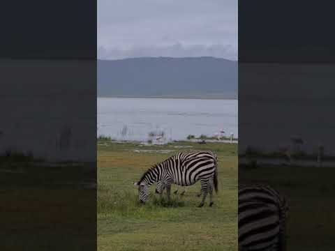 Video: Afriške savane: fotografija. Živali afriške savane