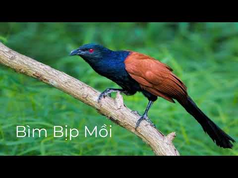Tiếng Chim Bìm Bịp Mồi Chuẩn MP3 Gọi Bạn Tình File Bìm Bịp Mồi Chuẩn Mới Nhất Bimbip