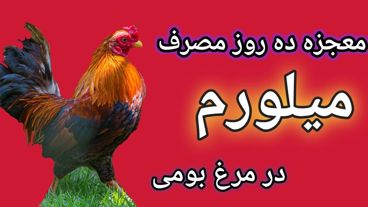 تاثیر میلورم در ده روز , میلورم در خوراک پرنده , خواص کرم میل ورم برای پرندگان