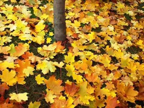 YUHKI KURAMOTO - SONNET OF THE WOODS