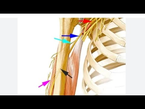  العصب الكعبري