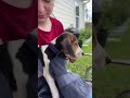 From tiny pup to deer dog 🐾🦌 Proud of this hound’s journey! #HoundDog #DeerHunting #puppies
