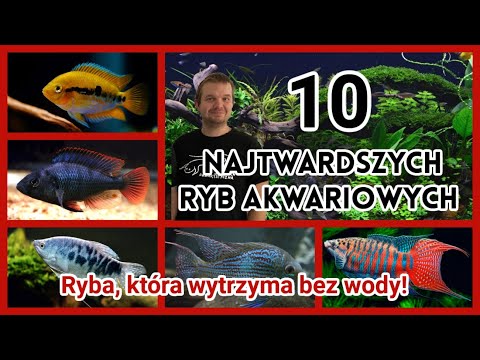 Wideo: Ryby karaś - zwyczaje i cechy