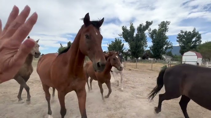 Baby Donkey Succumb To The Ruthless Lions - YouTube
