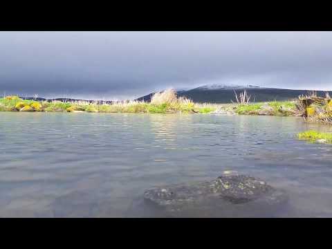 Trout / კალმახი