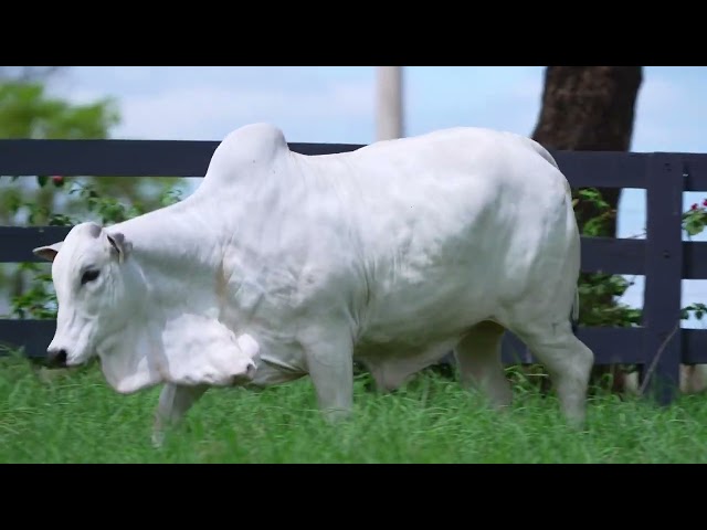 Lote 3   Leilão Virtual Genética Nacional   Fazenda Nova