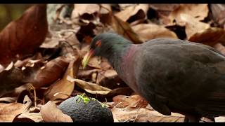 Les pigeons des lauriers et de Bolle.