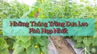 dưa leo trồng vào tháng mấy để đạt năng xuất