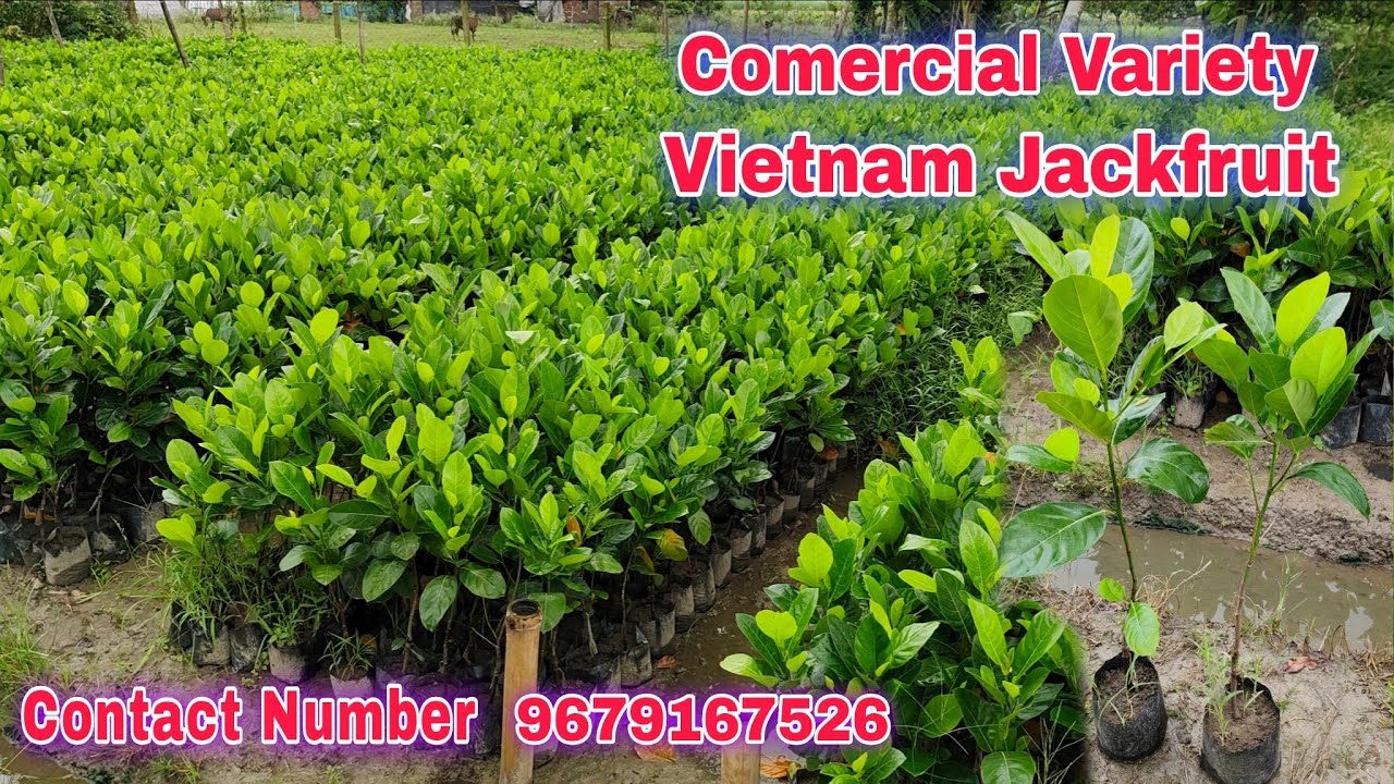 Vietnam super early Jackfruit Comercial Variety || Call-9679167526 @fruitplantnursery4128