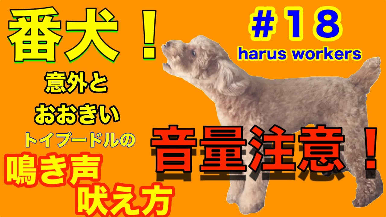 トイプードルの鳴き声 吠え方 警戒心の強いトイプーはるくんtoypoodle 18harus Workers ハルズワーカーズ Youtube