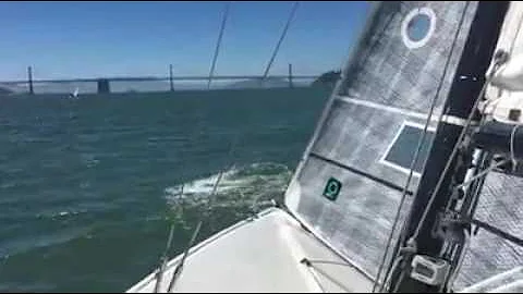 Dolphin Dance on San Francisco Bay