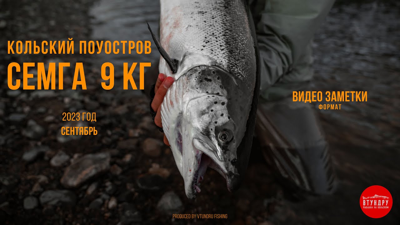 Семга на 9 кг | Atlantic Salmon 9 kg | 2023г.