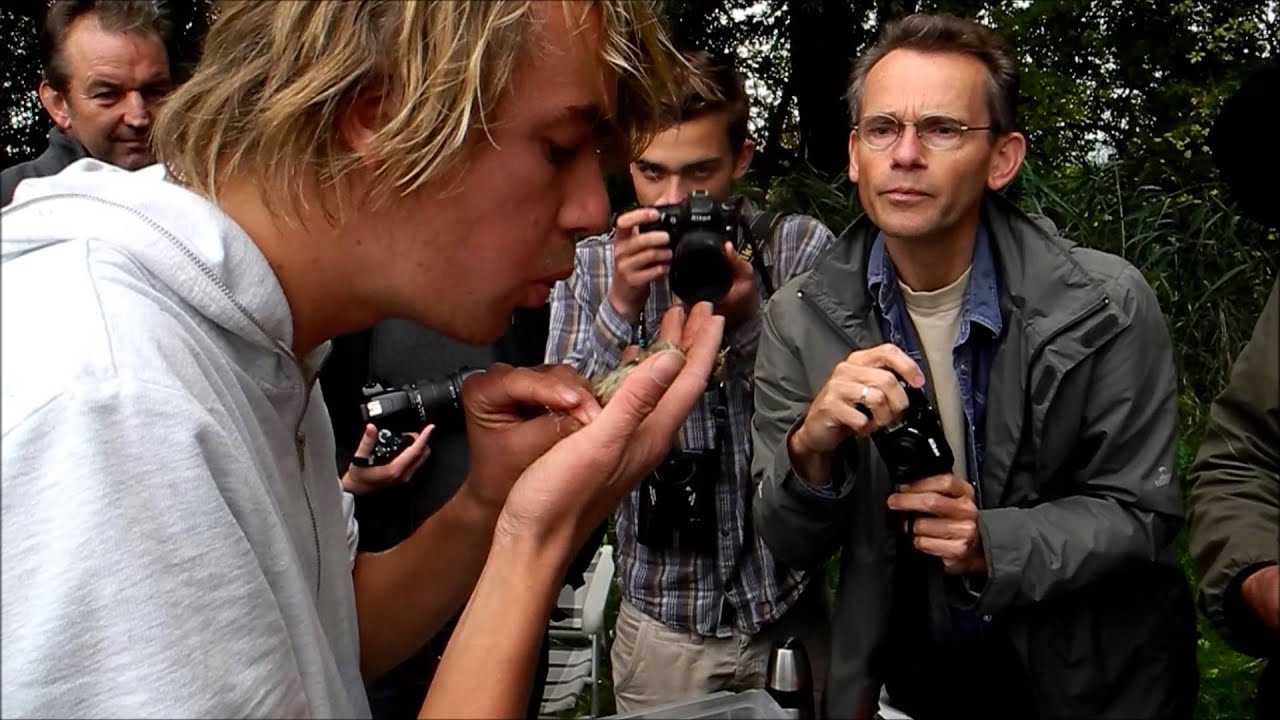 twitching en español Kleine Sprinkhaanzanger (Lanceolated Warbler) trapped & ringed at the Ooijsche Graaf, Holland