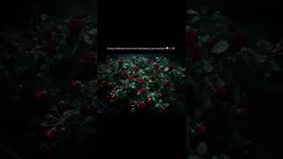 when peace meet with rose #peaceful #rose #rain #lovestorysong