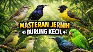 MASTERAN JERNIH BURUNG KECIL 🔊Ciblek • Konin • Sogon • Srindit • Pijantung Gunung