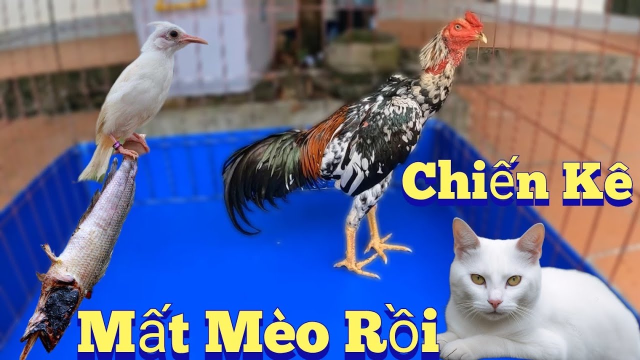 Lắp Lồng Cho Chiến Kê Tắm Nắng - Mất Mèo Con Rồi /Nhân Tạ Mốt