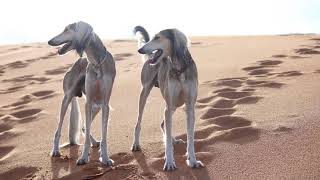 أسرع كلب صيد في العالم كلب السلوقي Saluki Dog