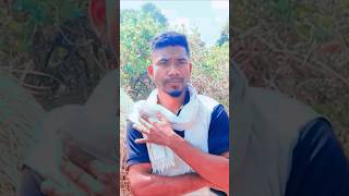 🎶 सरई पाना 🍁 | CG AI Song | New Chhattisgarhi Song 2026 🎶 #cgsong @cgshorts #ai