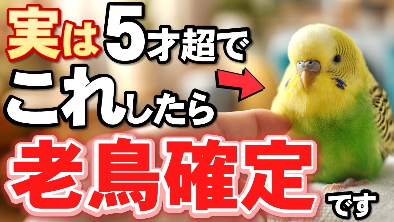 5 Warning Signs of Abnormal Behavior in Senior Parakeets and How