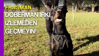 Doberman Dog Breed Traits and the Story of Zorba | Teaser