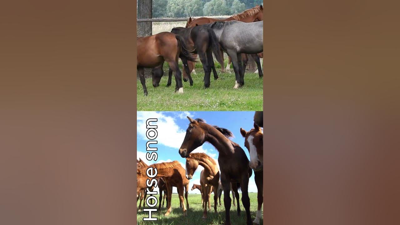 Horse Snort Sounds Like shortsvideo asmrsounds asmr YouTube horse-snort-sounds-like-shortsvideo-asmrsounds-asmr-youtube