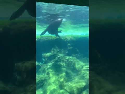 Video: Aquarium of the Pacific – Průvodce akváriem na Long Beach