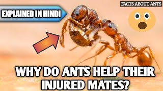 Why Do Ants Help Their Injured Mates Chitiya Apne Saathiyo Ki Madad Kyo Karti Hai?Ant Facts