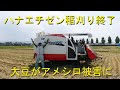 ハナエチゼン稲刈り終了・やはり不作です・2020