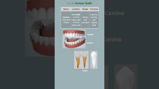 Canines | Pointed Teeth | #goldysclassroom #shorts #molars #canines #tear #incisors #premolar #grind