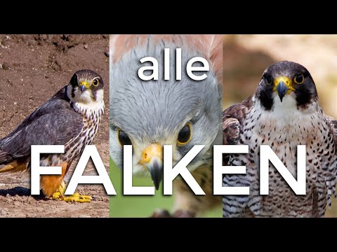 Video: Falkenarten: Beschreibung, Namen, Lebensstil und interessante Fakten