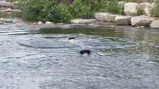 Puppy Climbs on Man's Back During River Swim