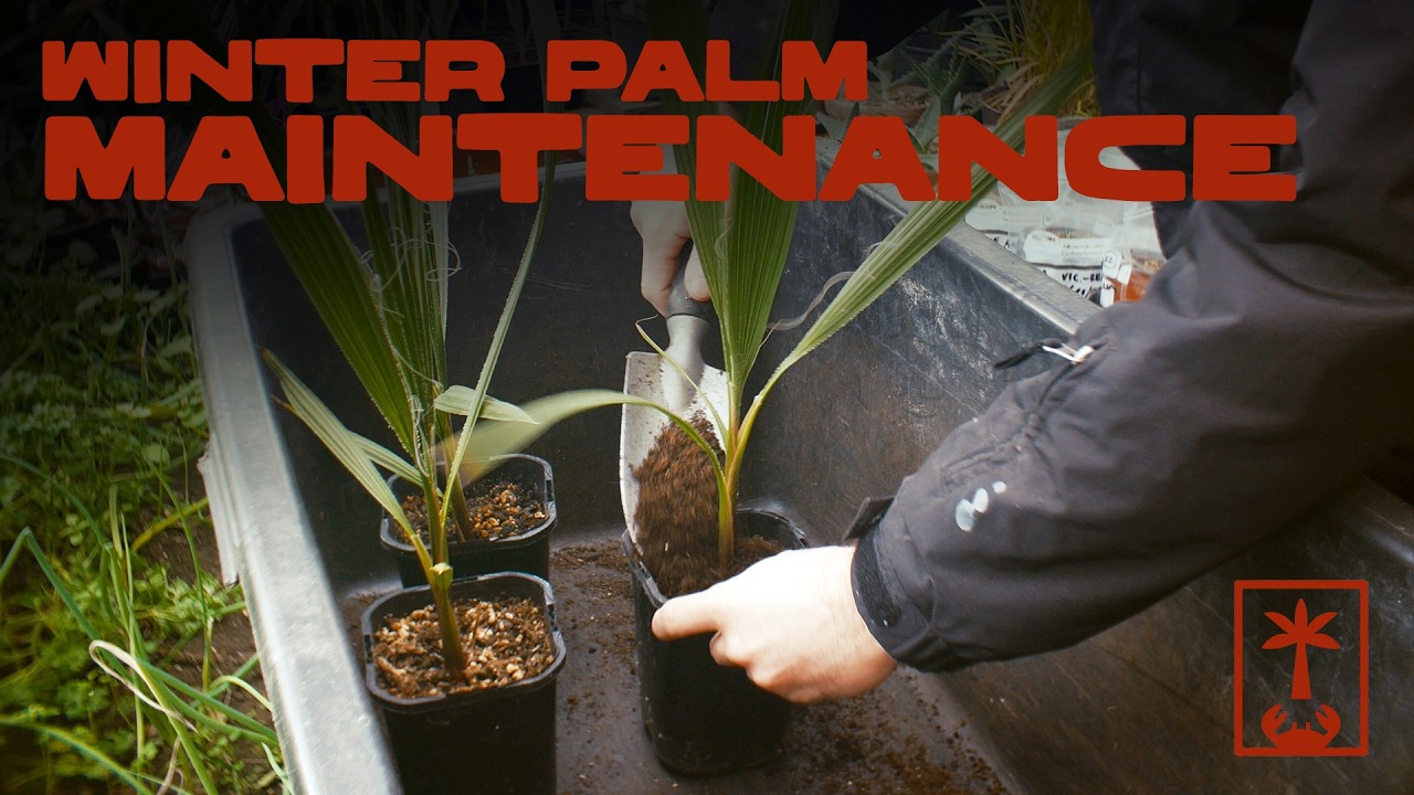 Winter Palm Maintenance ✂️❄️