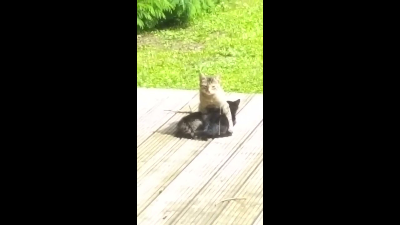 Kittens on the veranda