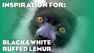 15 Real Black and White Ruffed Lemur Habitats! (Planet Zoo Inspiration)
