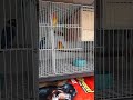 NEW BIRD NEW AC TYPE DOUBLE CAGE